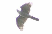 Accipiter gentilis