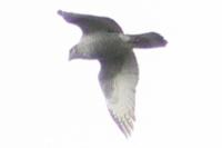 Accipiter gentilis