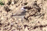 Charadrius dubius