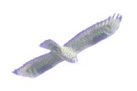 Pernis apivorus