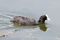 Fulica atra