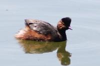 Podiceps nigricollis