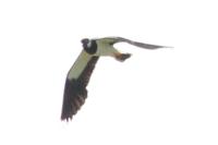 Vanellus vanellus