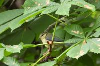Cyanistes caeruleus