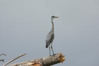 Ardea cinerea