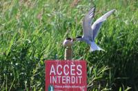Sterna hirundo