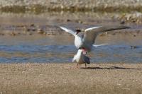 Sterna hirundo