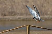 Sterna hirundo