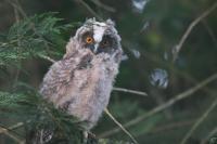 Asio otus