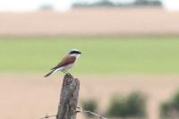 Lanius collurio