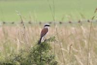 Lanius collurio