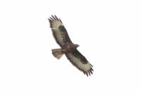 Buteo buteo