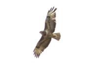 Buteo buteo