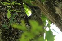 Picus viridis