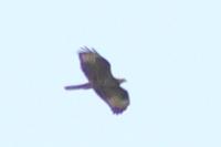 Pernis apivorus