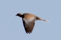 Streptopelia turtur