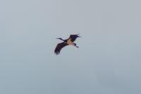Ciconia nigra