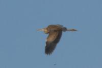 Ardea purpurea