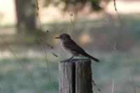 Muscicapa striata