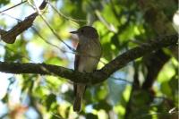 Muscicapa striata