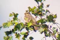 Emberiza calandra