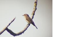 Muscicapa striata
