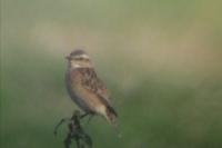 Saxicola rubetra