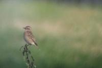 Saxicola rubetra