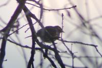 Turdus iliacus