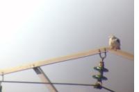Elanus caeruleus