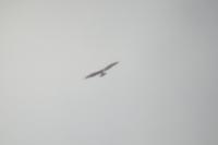 Circaetus gallicus