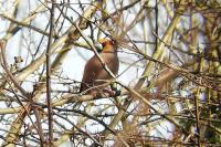 Coccothraustes coccothraustes
