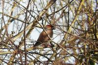 Coccothraustes coccothraustes