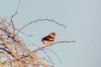 Coccothraustes coccothraustes