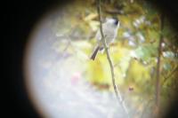 Poecile palustris