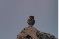 Athene noctua