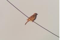 Emberiza calandra