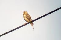 Anthus trivialis