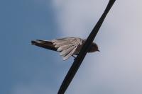 Hirundo rustica