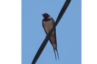 Hirundo rustica