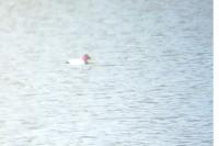 Aythya ferina