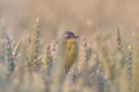 Motacilla flava