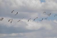 Vanellus vanellus