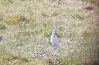 Bubulcus ibis