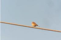 Anthus pratensis