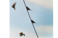 Anthus pratensis