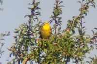 Emberiza citrinella