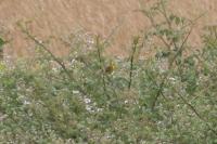 Emberiza citrinella