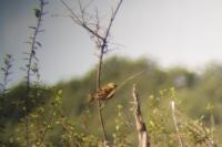 Emberiza citrinella