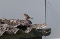 Passer domesticus